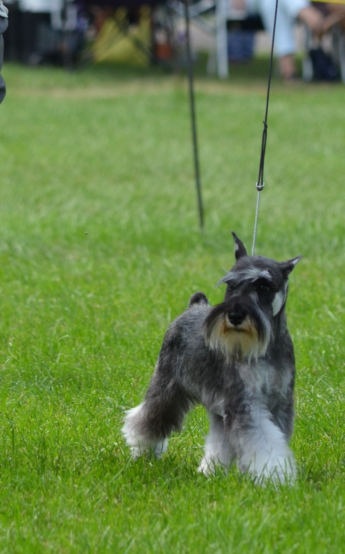 miniature schnauzer champions